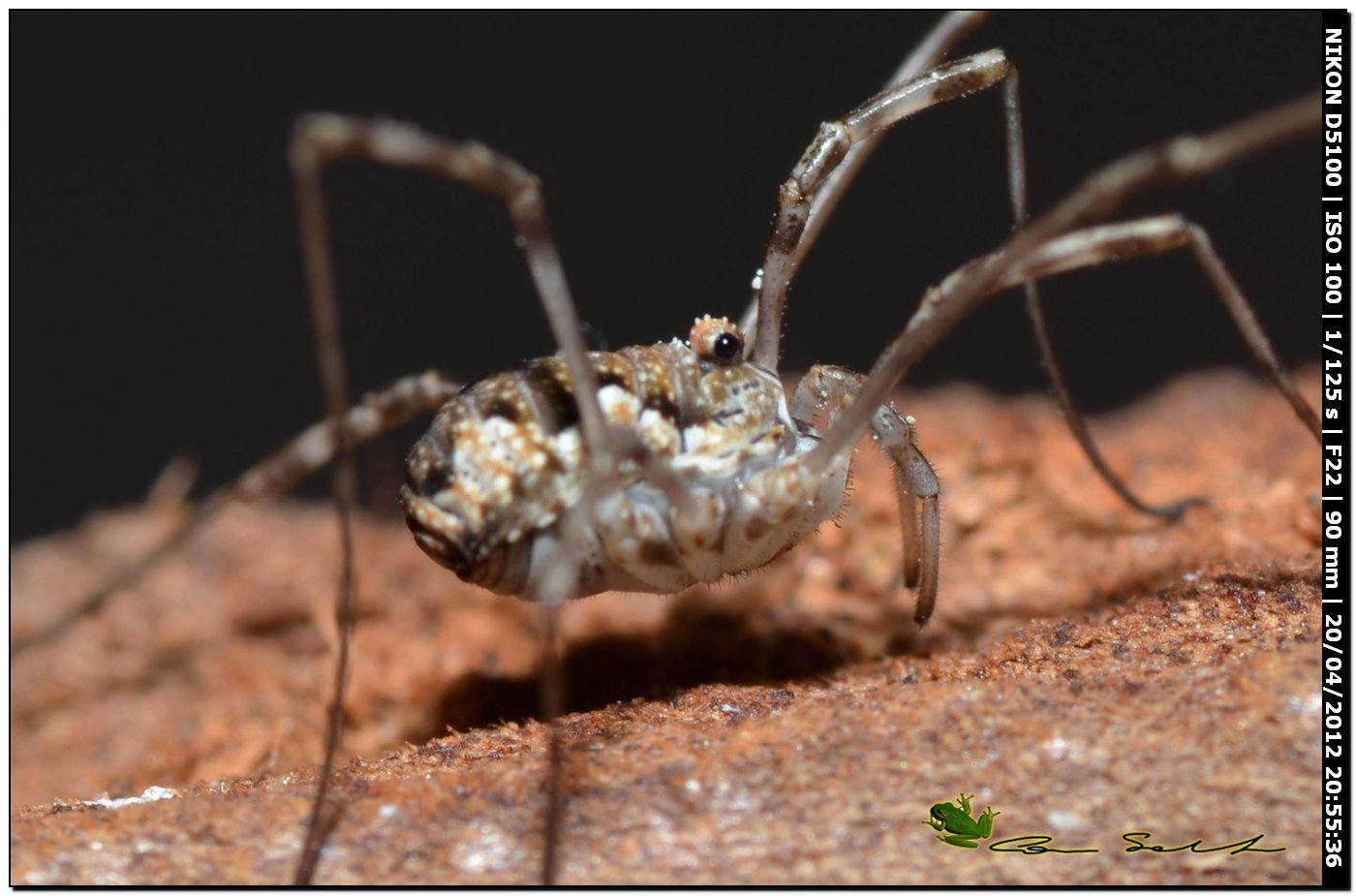 Dasylobus cf. argentatus da Ittiri - No 114